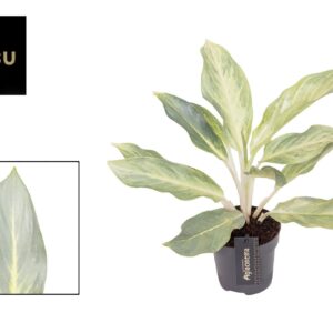 Aglaonema other Aglaonema Aqua Green
(12 Plants/Order)(12cmP 40cmH)