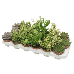 Succulenten mix Succulenten mix 8,5 cm
(18 Plants/Order)(8.5cmP 10cmH)