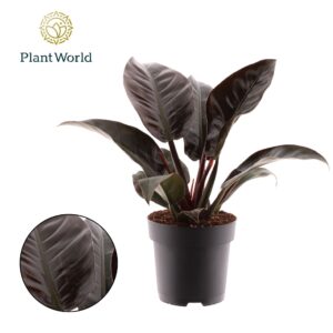 Philodendron Imperial Red Philodendron Imperial Red
(1 Plants/Order)(19cmP 50cmH)