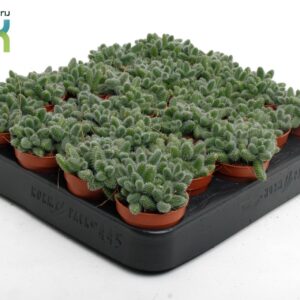 Delosperma echinat Delosperma Echinatum tanz
(20 Plants/Order)(5.5cmP 10cmH)