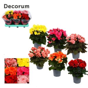 Begonia Begonia 13cm mix in tray(5 kleuren) Decorum
(6 Plants/Order)(13cmP 32cmH)