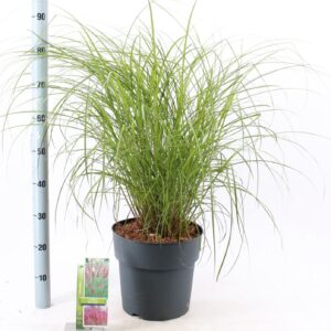Miscanthus Red Chief Miscanthus sin. 'Red Chief'
(1 Plants/Order)(29cmP 60cmH)
