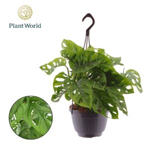 Monstera obliqua Leichtlinii Monstera obliqua 'Monkey Leaf' Hangpot
(8 Plants/Order)(15cmP 40cmH)