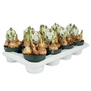 Narcissus Narcissus Watch Up
(12 Plants/Order)(12cmP 10cmH)