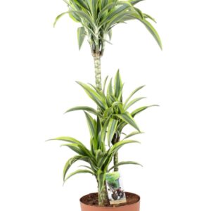 Dracaena Lemon Lime Dracaena Lemon Lime 75-35-15 (p24)
(1 Plants/Order)(24cmP 120cmH)