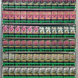 Anemone Anemone mix CC P11
(10 Plants/Order)(11cmP 25cmH)