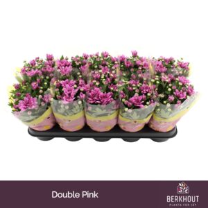 Chrysanthemum Dynamic
(10 Plants/Order)(12cmP 26cmH)