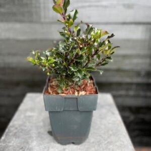 Ilex meserveae Blue Angel
(6 Plants/Order)(17cmP 50cmH)