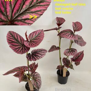 Begonia Begonia brevirimosa ssp. exotica 14cm
(4 Plants/Order)(14cmP 60cmH)