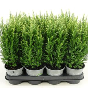 Chamaecyparis Snow Whit Chamaecyparis lawsoniana 'Snow White'
(11 Plants/Order)(11cmP 25cmH)