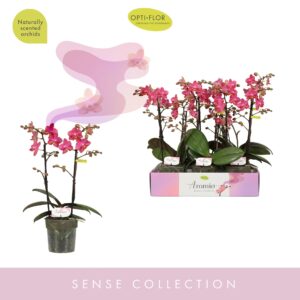 Phalaenopsis Multiflora Aromio Floral 2 spike
(6 Plants/Order)(12cmP 35cmH)