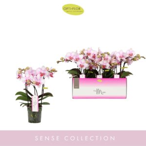 Phalaenopsis Multiflora MyMonro Make-up 3 spike
(6 Plants/Order)(12cmP 45cmH)