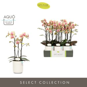 Phalaenopsis Multiflora Optimost Belle Helene 3 spike in Molise White Aquo
(6 Plants/Order)(12cmP 45cmH)