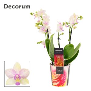Phalaenopsis Multiflora Phalaenopsis dazzling Blossom bliss 3-4 spike (Decorum)
(6 Plants/Order)(12cmP 35cmH)