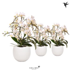 Phalaenopsis Multiflora Kolibri Orchids Phalaenopsis Botanic 4 spike in Bowl Pot white
(6 Plants/Order)(9cmP 40cmH)