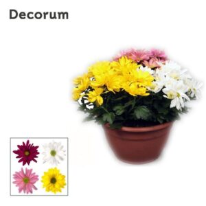 Chrysanthemum Breeze Chrysanne® Margarita schaal Carnaval L
(1 Plants/Order)(25cmP 25cmH)