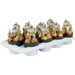 Narcissus Geranium Narcissus Geranium
(12 Plants/Order)(12cmP 10cmH)