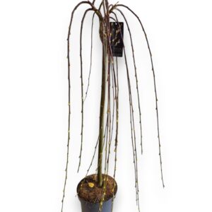 Salix caprea Kilmarnock Salix caprea 'Kilmarnock' 80cm stam C5/P23
(1 Plants/Order)(23cmP 120cmH)