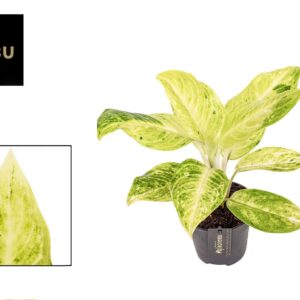 Aglaonema Citronelle Aglaonema Citronelle
(10 Plants/Order)(12cmP 30cmH)