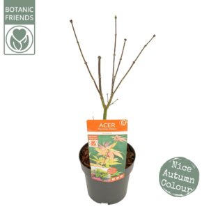Acer palmatum Osakazuki Acer palm. 'Osakazuki' PREMIUM
(1 Plants/Order)(19cmP 65cmH)
