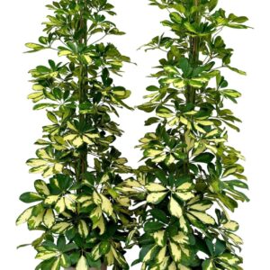 Schefflera Dalton Schefflera dalton P21
(1 Plants/Order)(21cmP 105cmH)