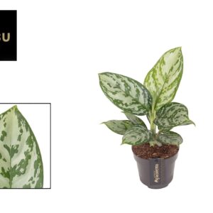 Aglaonema Jungle Silver Aglaonema Jungle Silver
(12 Plants/Order)(12cmP 45cmH)