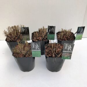 Siergrassen mix Siergras mix excl.
(1 Plants/Order)(23cmP 40cmH)