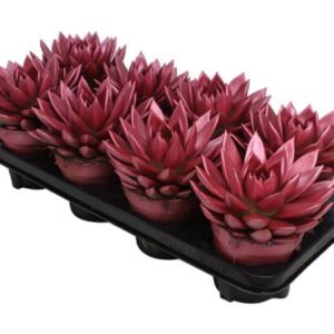 Echeveria Miranda Miranda coloured metallic red
(6 Plants/Order)(12cmP 15cmH)