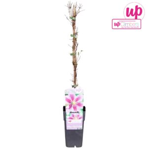 Clematis Piilu Clematis Piilu P15
(10 Plants/Order)(15cmP 65cmH)