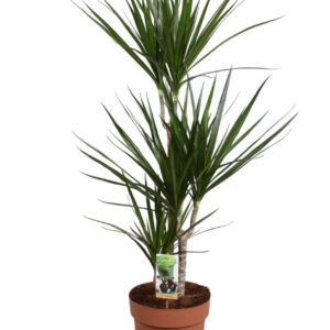 Dracaena marginata 60-30-15 (p24)
(1 Plants/Order)(24cmP 115cmH)