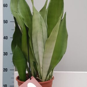 Sansevieria Moonshine Sanseveria Moonshine 21cm
(1 Plants/Order)(21cmP 65cmH)