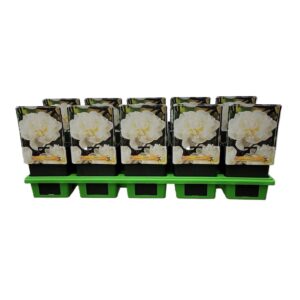 Paeonia Duchesse de Nemours Paeonia Lactiflora 'Duchesse de Nemours' P11
(10 Plants/Order)(11cmP 25cmH)