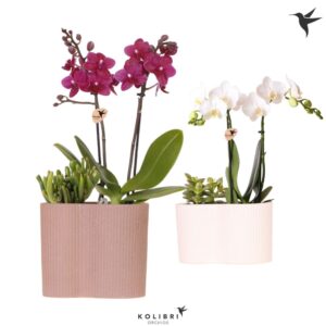 Phalaenopsis mt Kolibri Orchids Phalaenopsis mix 2 spike and Succulent in Gili twin
(4 Plants/Order)(18cmP 40cmH)