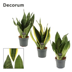 Sansevieria Sansevieria Super mix 14 cm (Decorum)
(7 Plants/Order)(14cmP 40cmH)