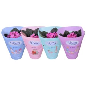 Saintpaulia Saintpaulia pink voila ''la Fleur''x8
(8 Plants/Order)(12cmP 20cmH)