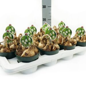 Leucojum aestivum Leucojum Aestivum Brides maid
(12 Plants/Order)(12cmP 10cmH)