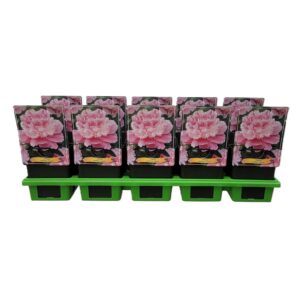 Paeonia Sorbet Paeonia Lactiflora 'Sorbet' P11
(10 Plants/Order)(11cmP 25cmH)