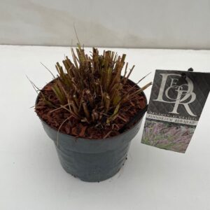 Pennisetum Pennisetum 'Red Head'
(1 Plants/Order)(19cmP 50cmH)