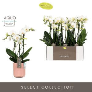 Phalaenopsis Multiflora Optimost Helios 3 spike in Molise Salmon Aquo
(6 Plants/Order)(12cmP 45cmH)
