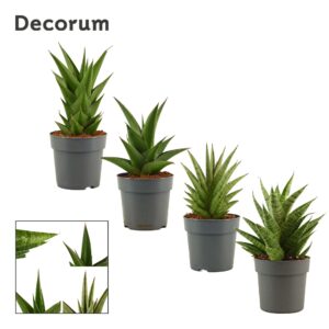 Sansevieria other Sansevieria Crown mix 12 cm (Decorum)
(10 Plants/Order)(12cmP 25cmH)