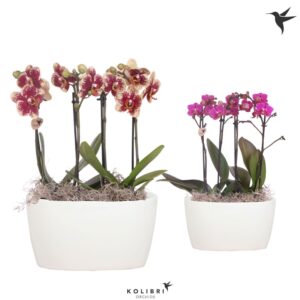 Arrangement Phalaenopsis Kolibri Orchids Phalaenopsis mix 4 spike in Oval Twins white
(3 Plants/Order)(18cmP 40cmH)