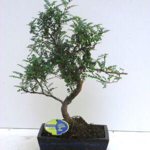 Bonsai Zanthoxylum piperitum Zanthoxylum piperitum, 25cm., shape, with dip tray
(4 Plants/Order)(25cmP 45cmH)