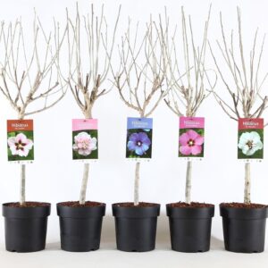 Hibiscus syriacus Hibiscus syr. mix stam 30
(1 Plants/Order)(19cmP 95cmH)