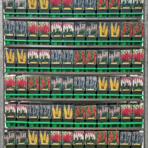 Lupinus Lupinus mix CC P11
(10 Plants/Order)(11cmP 25cmH)