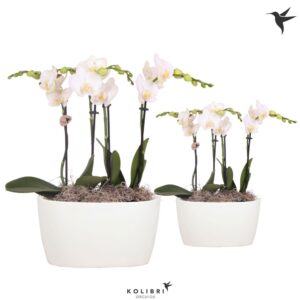 Arrangement Phalaenopsis Kolibri Orchids Phalaenopsis white 4 spike in Oval Twins white
(3 Plants/Order)(18cmP 40cmH)