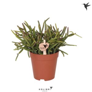 Rhipsalis burchellii Greens
(12 Plants/Order)(9cmP 17cmH)