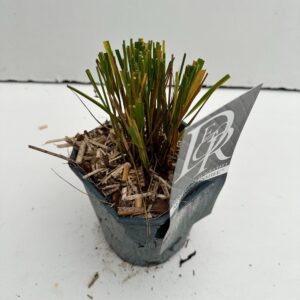 Molinia caerulea Molinia 'Banshee'
(6 Plants/Order)(17cmP 30cmH)