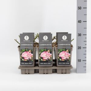 Rosa Rosa (F) Laminuette, C3
(6 Plants/Order)(17cmP 35cmH)