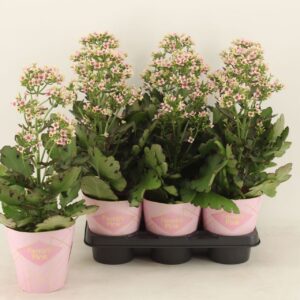 Kalanchoe Feminine Pink Kalanchoe Femini Pink
(6 Plants/Order)(14cmP 40cmH)