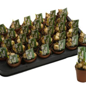 Muscari White Magic Muscari 'White Magic'
(30 Plants/Order)(5cmP 10cmH)